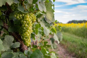 Chardonnay